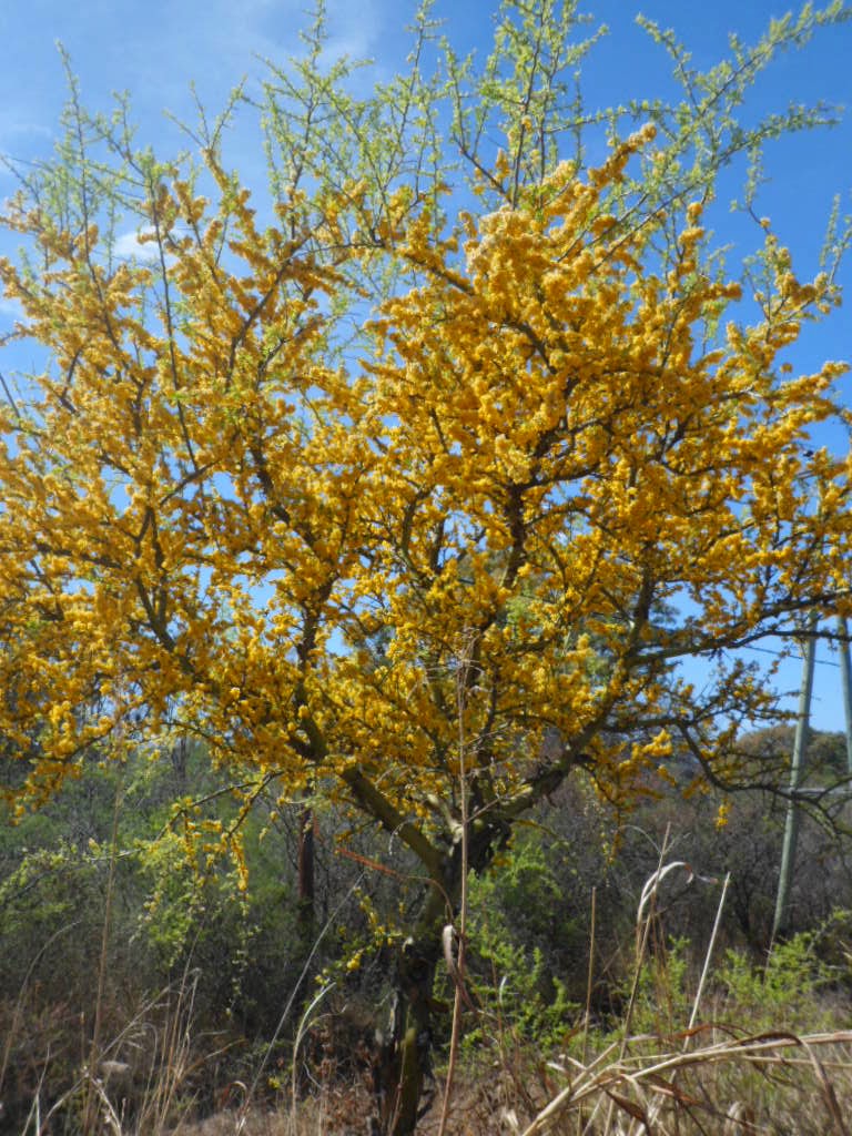 Aromito en flor: Chañar, Geoffroea decorticans