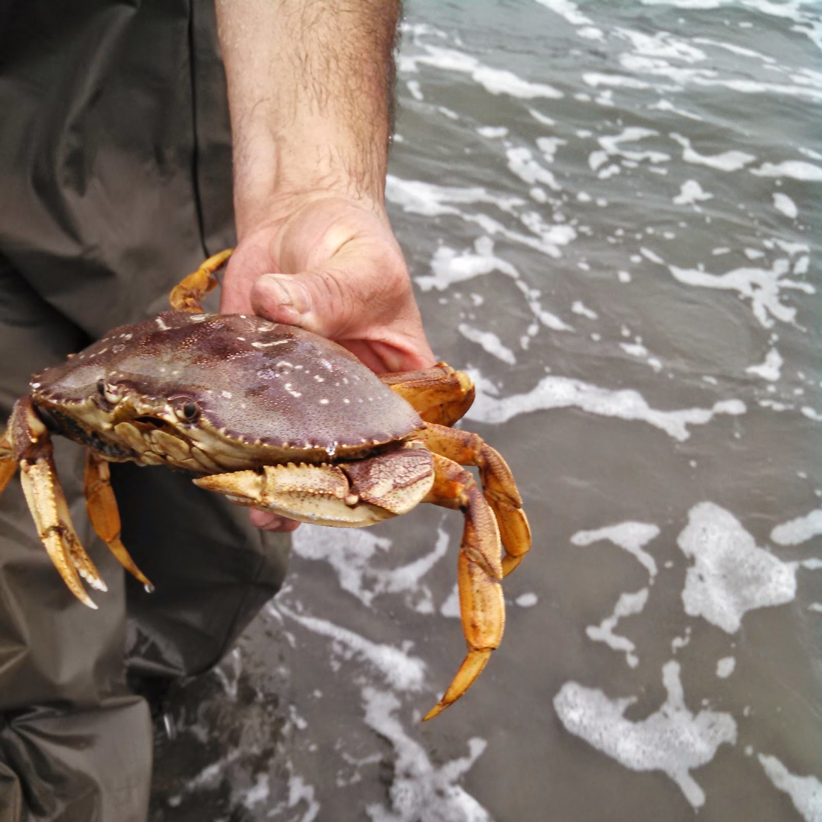 * Seaside, Oregon razor clamming