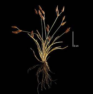 Fimbristylis agasthyamalaensis