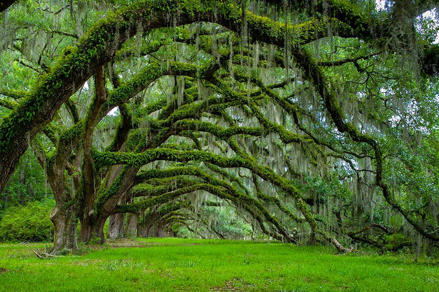 17 Of The Most Majestic Trees In The World STATIONGOSSIP