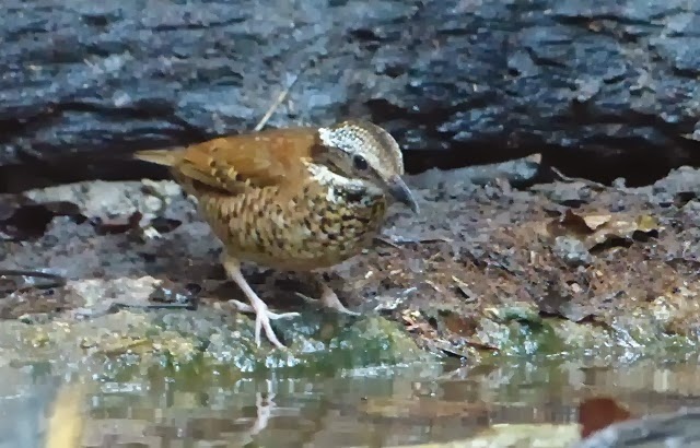 Eared Pitta