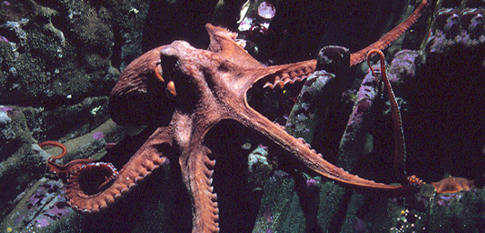 Gurita Pasifik Utara ( No   rth Pacific Giant Octopus )