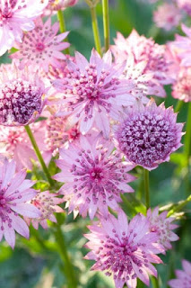 astrantia-major-de-color-rosado