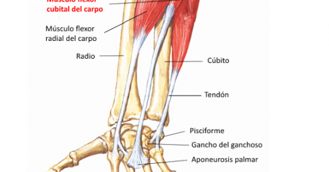 Cubital tratamiento tendinitis posterior