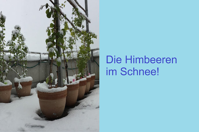 Die heissgeliebten Himbeeren Himbeeren im Schnee