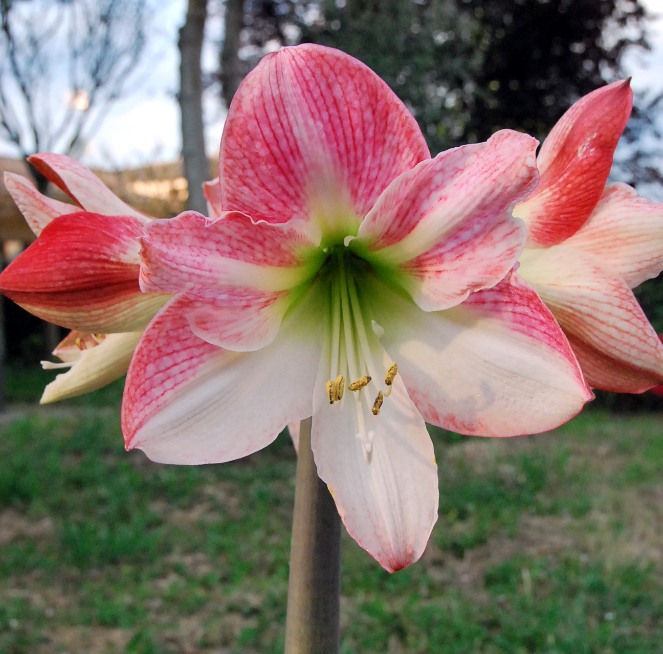 Fotos de flores: AMARILIS