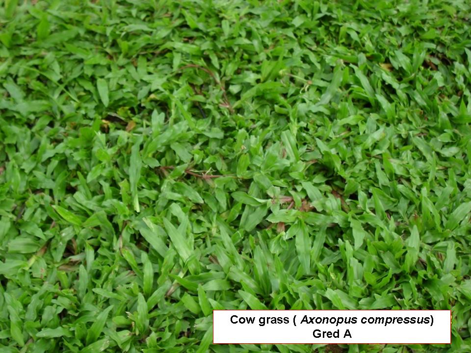 Perkhidmatan Tanam Rumput Turf Perkhidmatan Landskap Perkhidmatan Tanam Rumput Turf Perkhidmatan Landskap