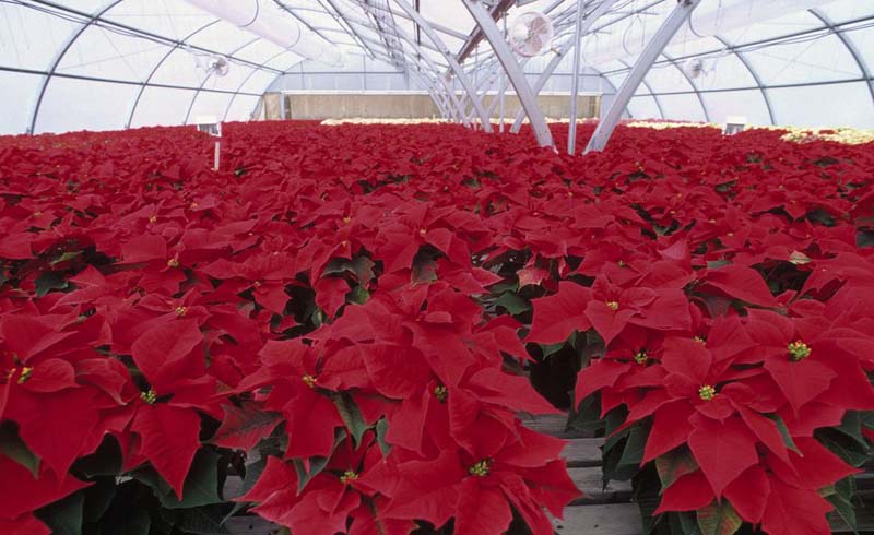 Poinsettias in greenhouse