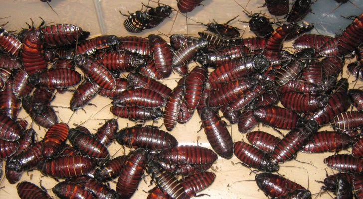Wanita di Tiongkok Pelihara 100 Ribu Kecoa di Rumah
