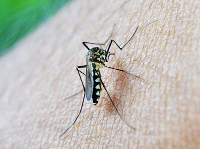 Tips Mencegah Dan Mengatasi Penyakit Malaria Tips Mencegah Dan Mengatasi Penyakit Malaria
