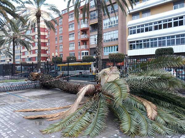 Una palmera cae en el interior del IES Pérez Galdós Una palmera cae en el interior del IES Pérez Galdós