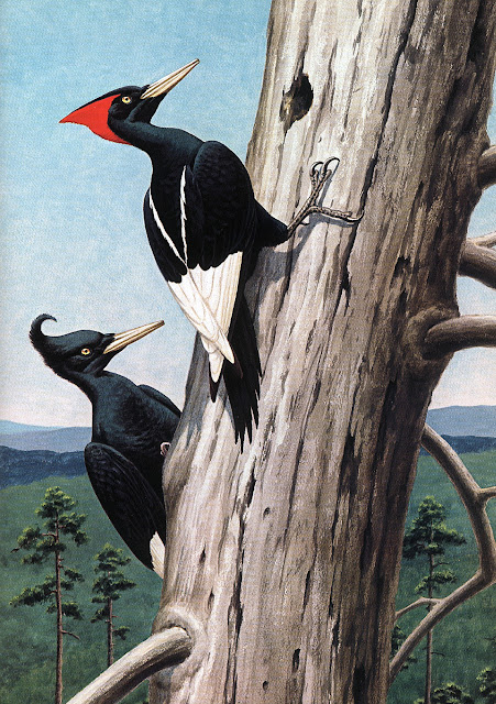 imperial woodpecker imperial woodpecker
