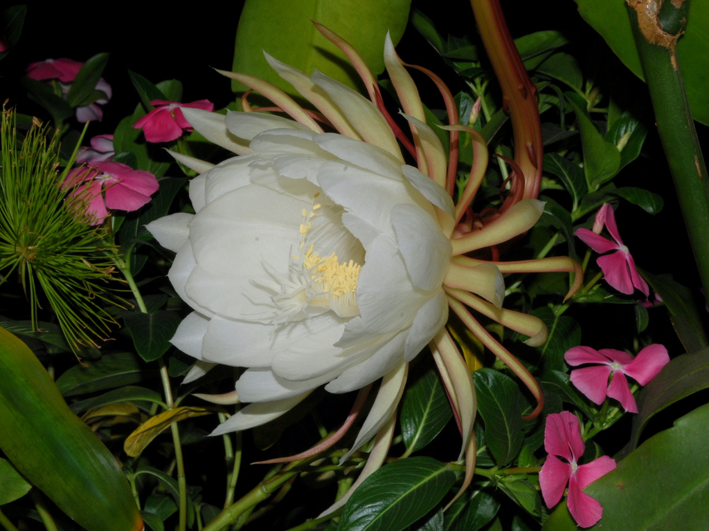 Recopilación imagen 200 flor la dama de noche Abzlocal.mx Recopilación imagen 200 flor la dama de noche Abzlocal.mx