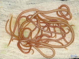 ascaris lumbricoides artinya