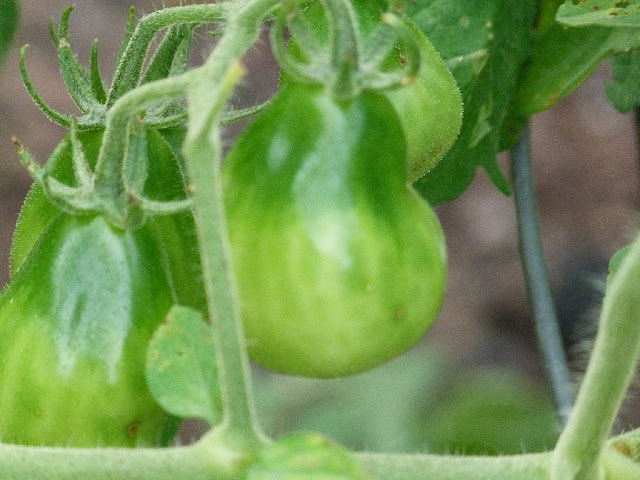 Roma Tomatoes Roma Tomatoes