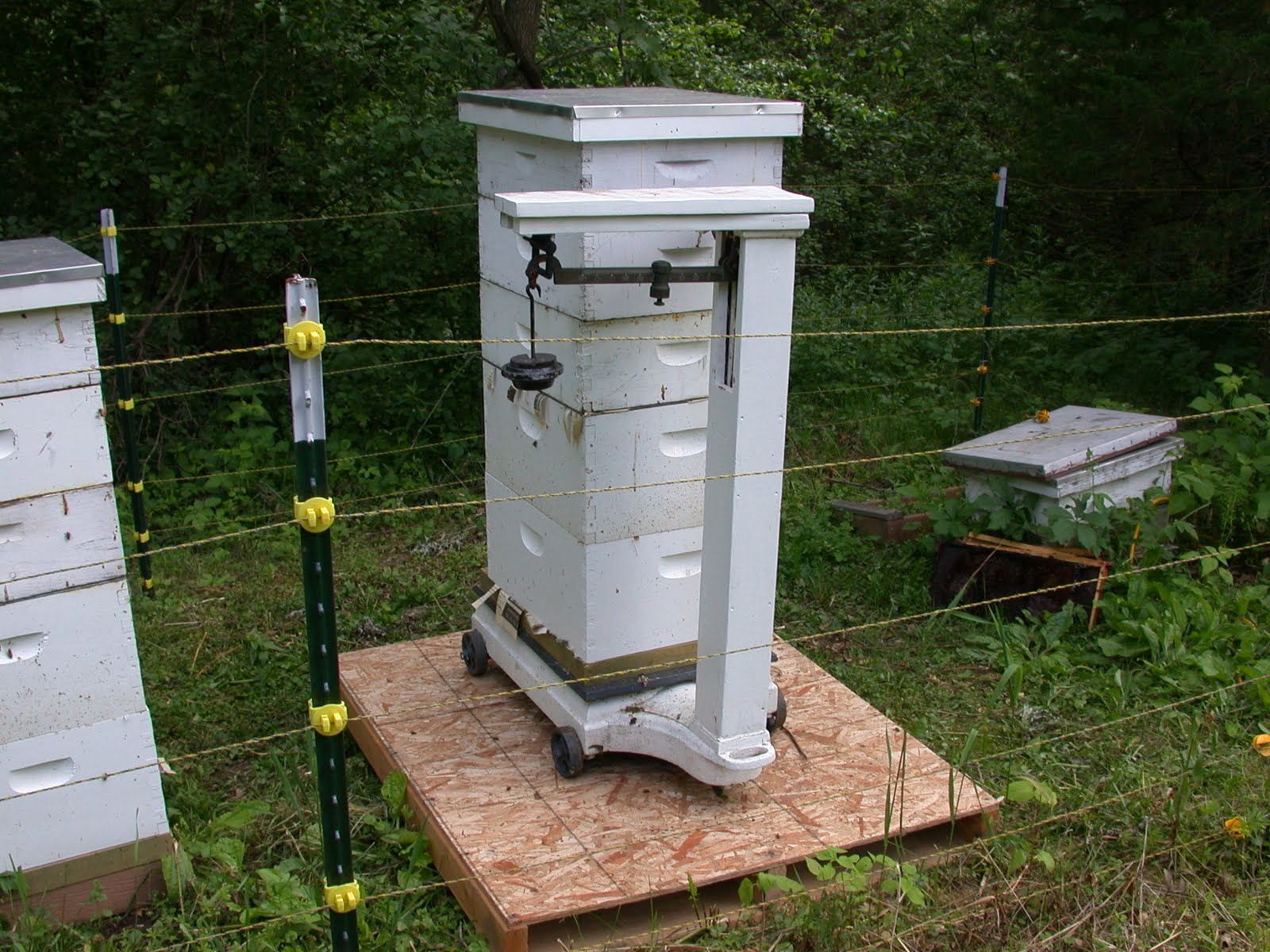 What Should I Be Doing With My Bees This Month? Hive Scale