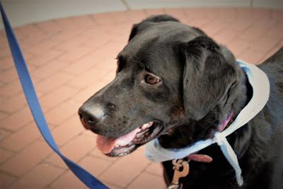 Dog Adoption in Virginia