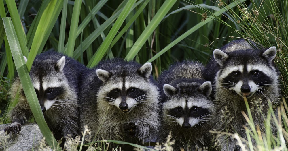 How Much Do You Know About Raccoons?