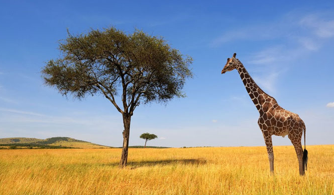 10 Fakta Menarik Tentang Hewan Tertinggi Di Dunia, Jerapah - News dan Tips