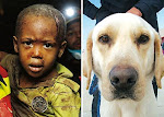Turco, un perro abandonado que salvo 18 vidas en Haiti