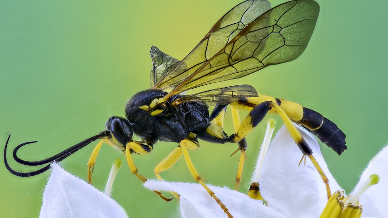 Insect Macro Image