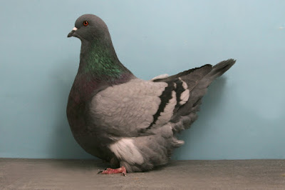 French Mondain pigeons