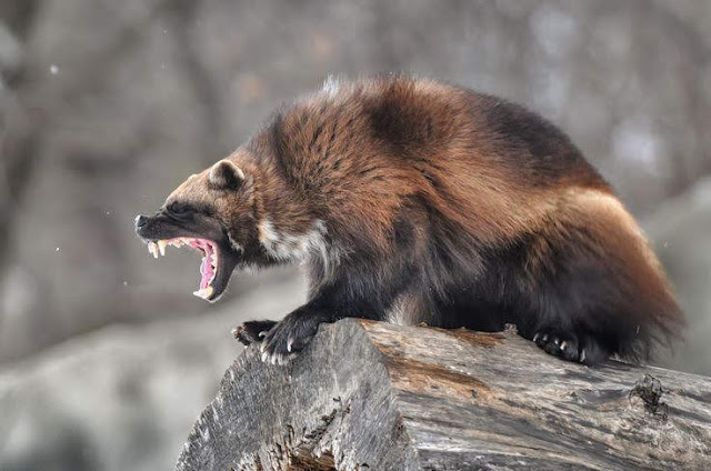 Glotón o Wolverine Glotón o Wolverine