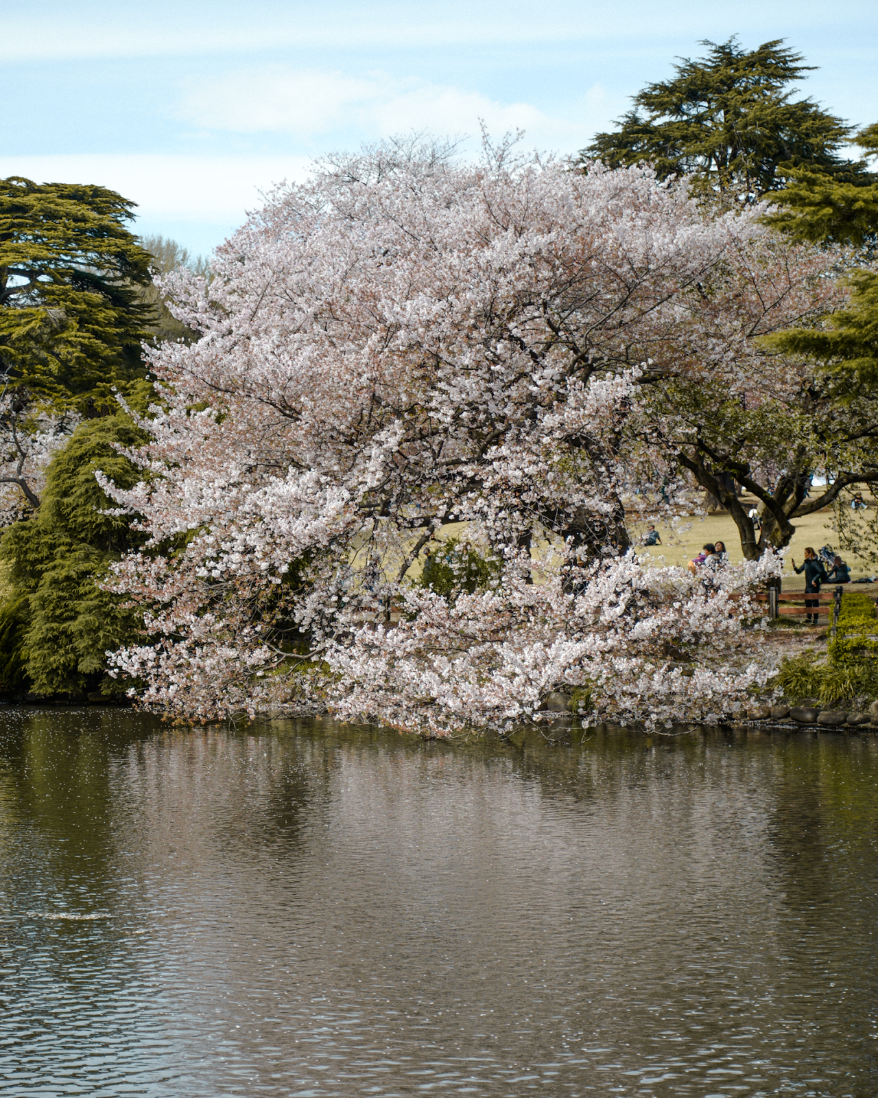 Cherry blossom, Shinjuku park in Tokyo, FOREVERVANNY