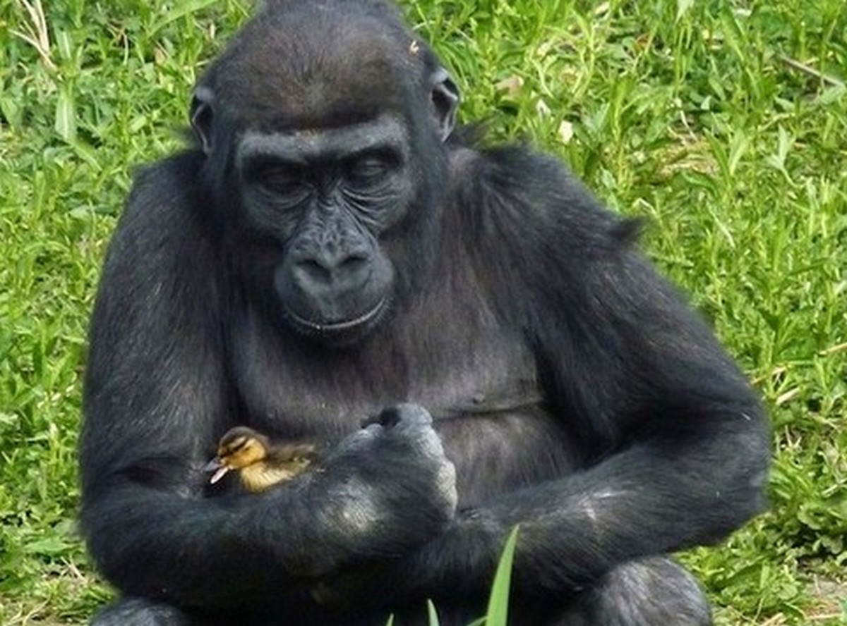 Chuck's Fun Page 2: Just animals - 30 images