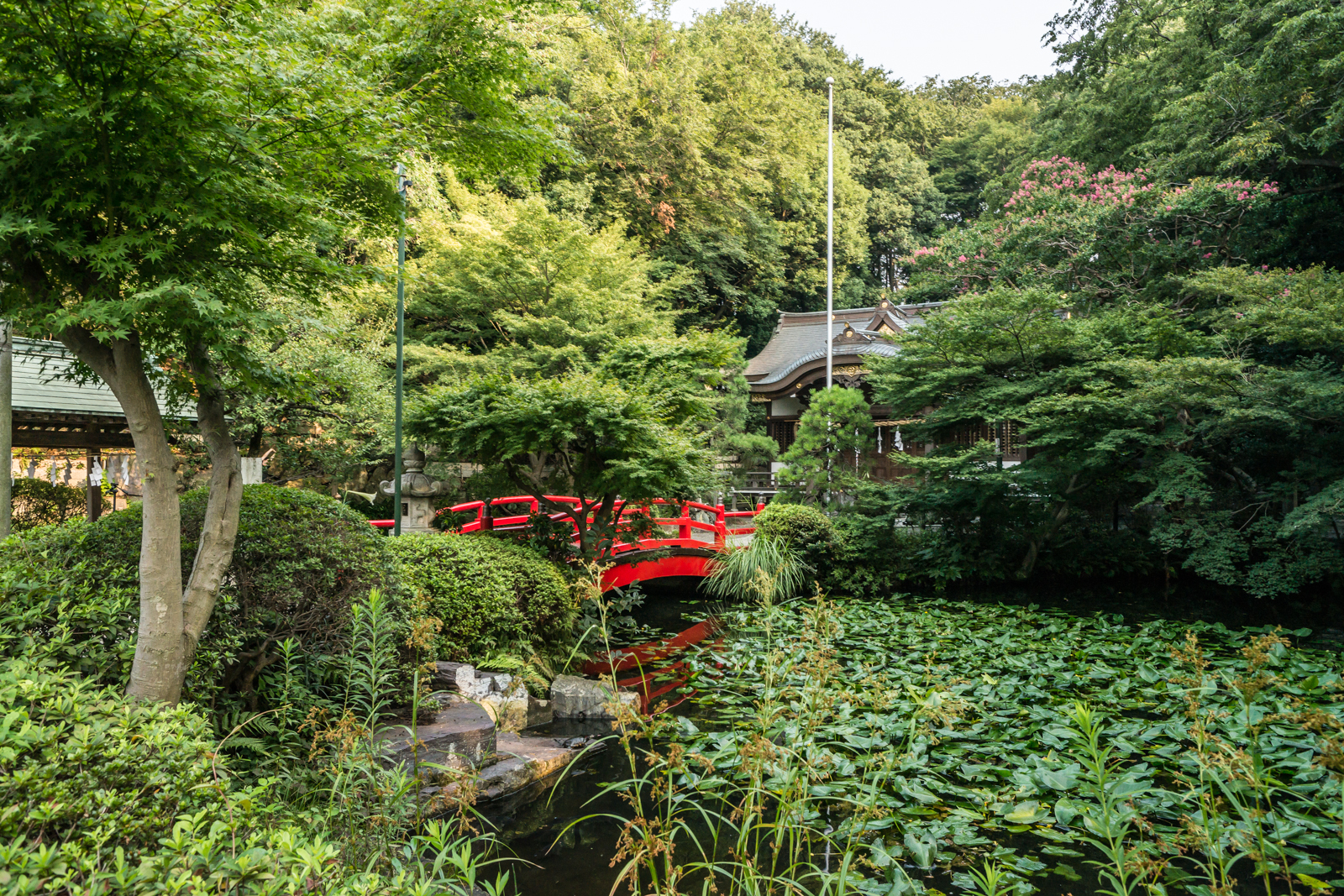 貫井神社、神橋とコウホネが自生する池の写真