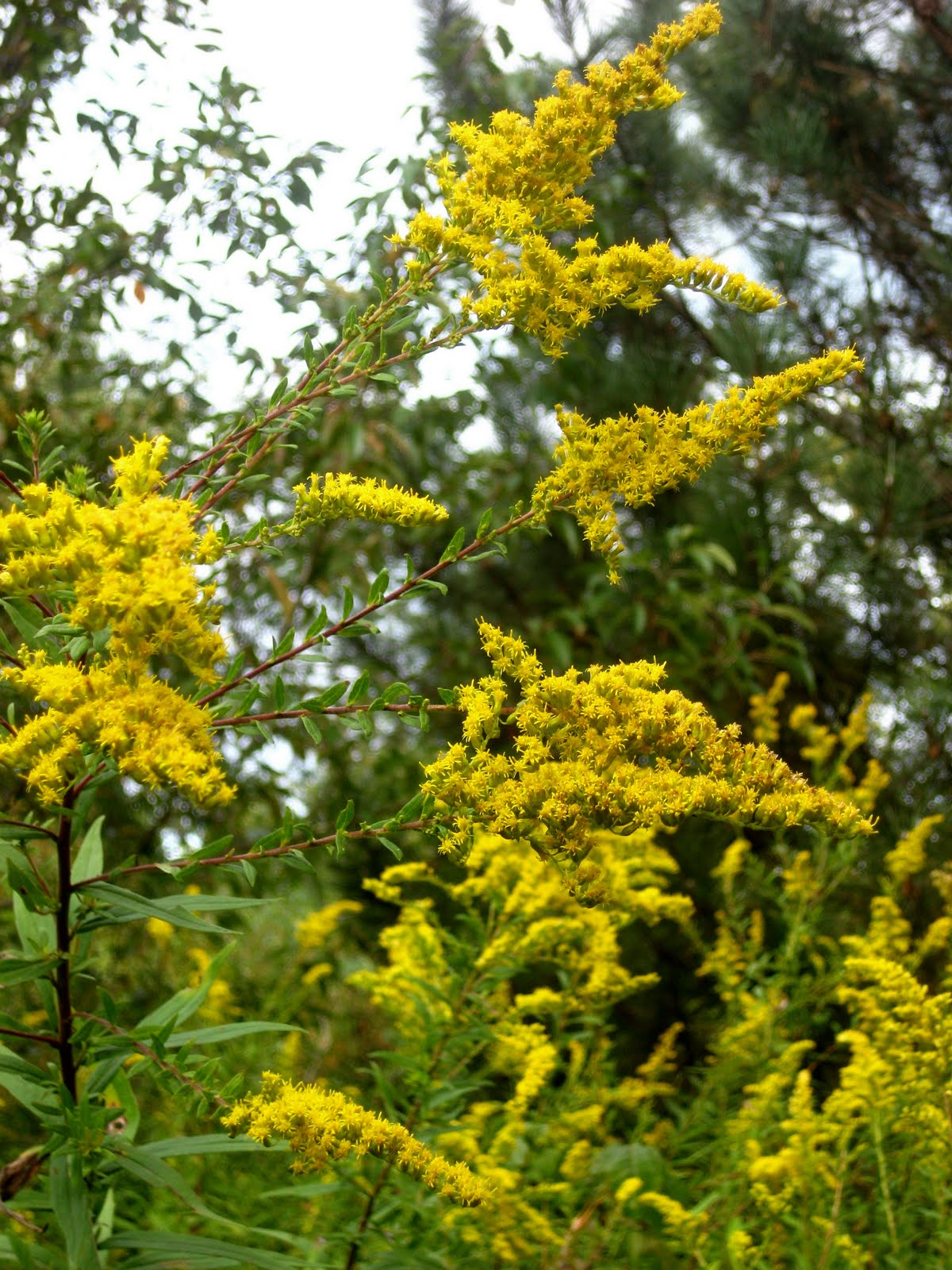 Meadow Muffin Gardens Goldenrod Ally For The Kidneys