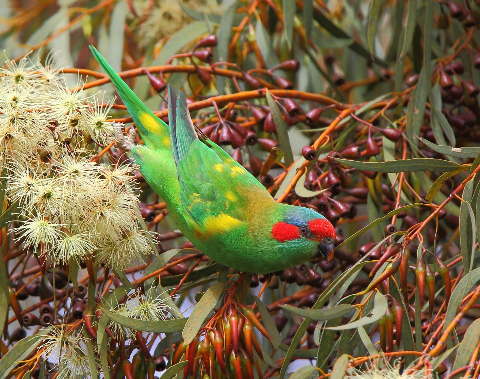 Richard Waring's Birds of Australia Lorikeets of Adelaide Musk and