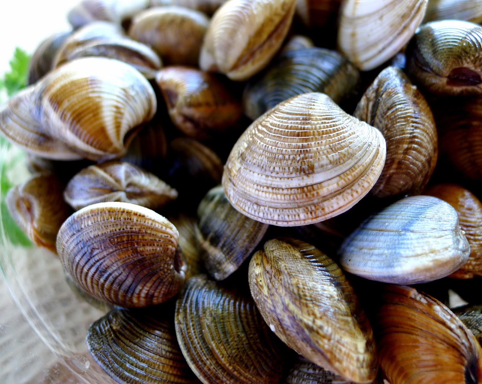 MY KITCHEN IN SPAIN PLAYING CLAM ROULETTE