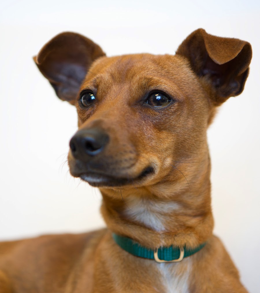 Dachshund Min Pin Mix: Doxie-Pin - New Adorable Designer Breed