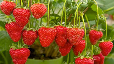 strawberry farming in kenya