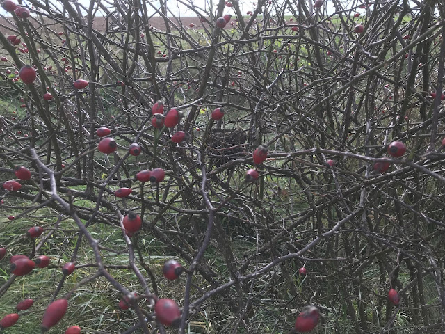 Hagebutten und ein Vogelnest Hagebutten und ein Vogelnest
