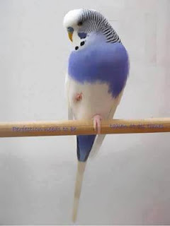 suara burung parkit suara burung parkit