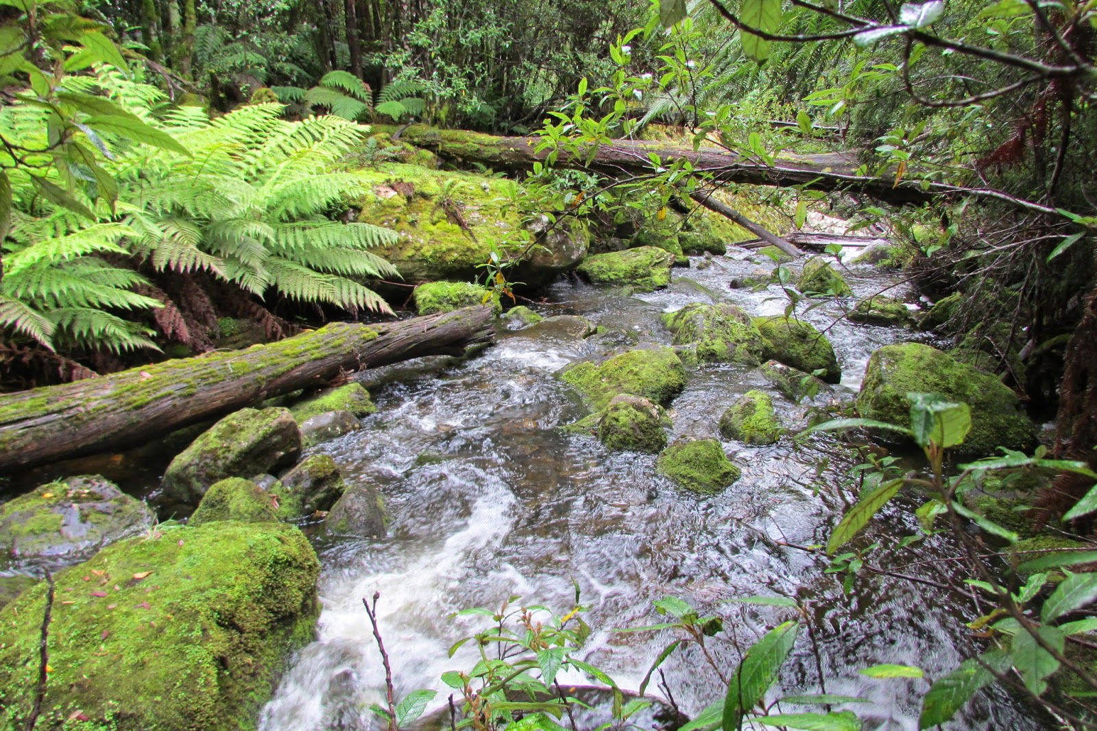 Glen Dhu Rivulet | Hiking South East Tasmania