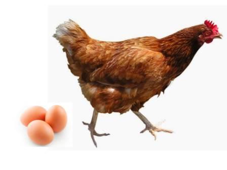 Sejarah Singkat Ayam Petelur | Ternak Ayam