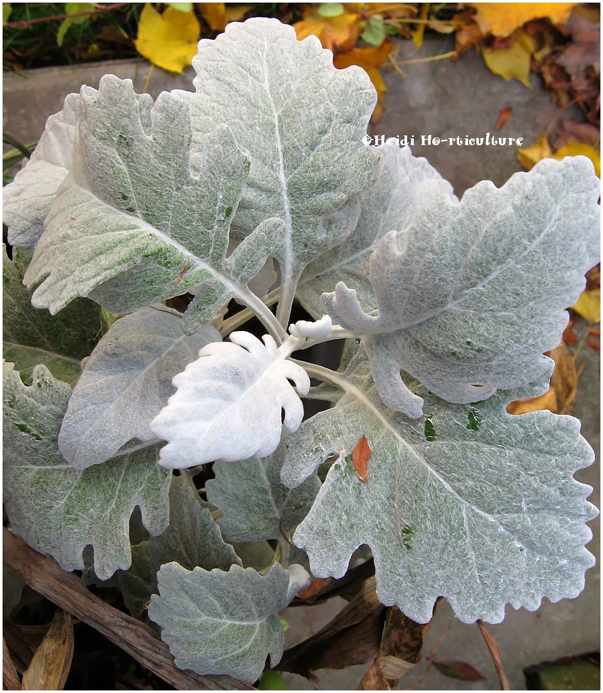 Heidi Horticulture Overwintering Dusty Miller Senecio