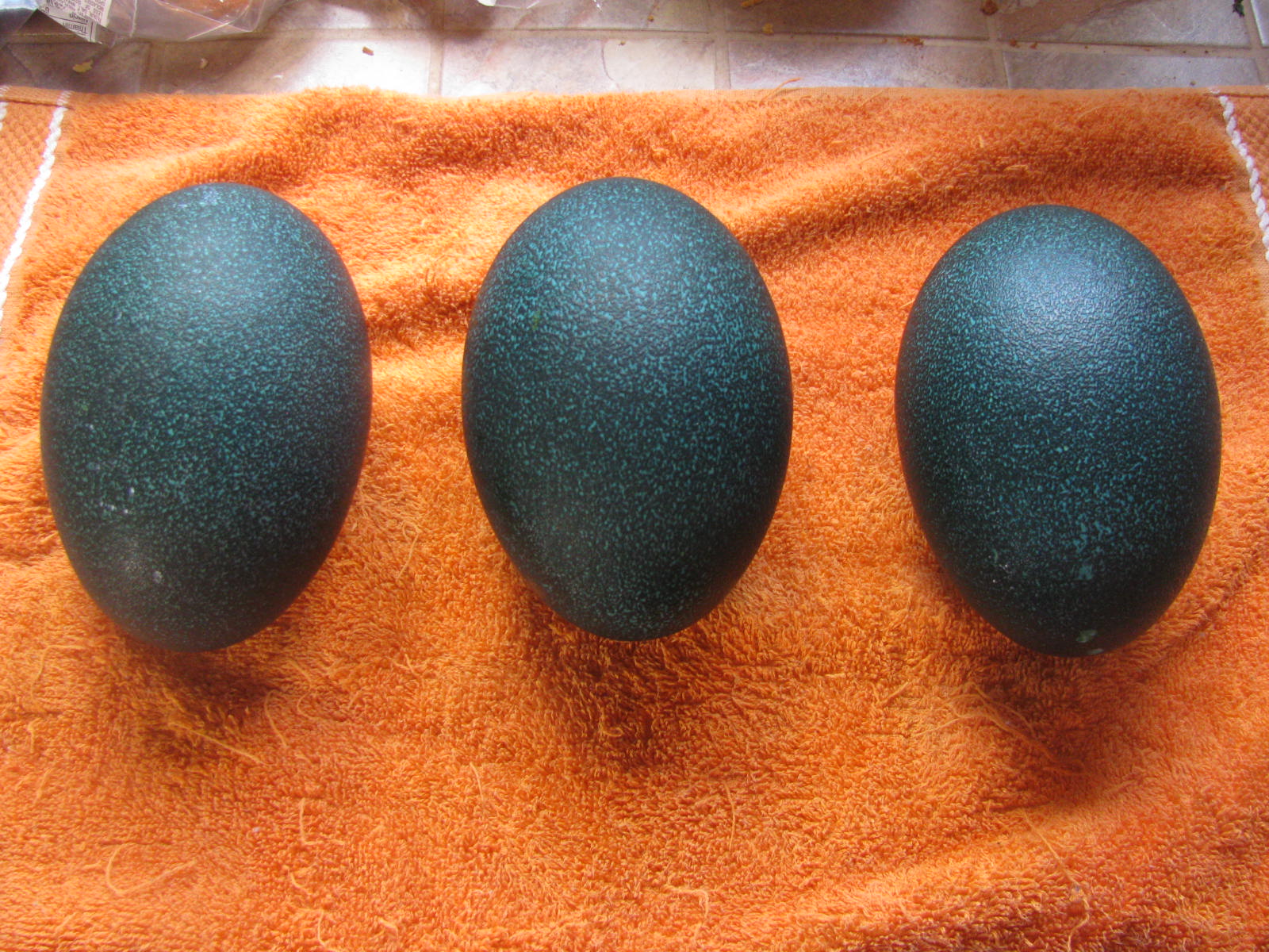 High Lonesome Homestead Emu Eggs for sale
