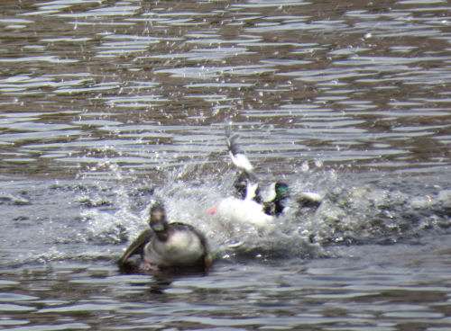 bufflehead ducks