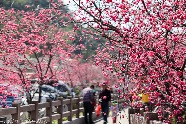 台中后里泰安櫻花季，最美泰安派出所八重櫻盛開，賞櫻花好去處