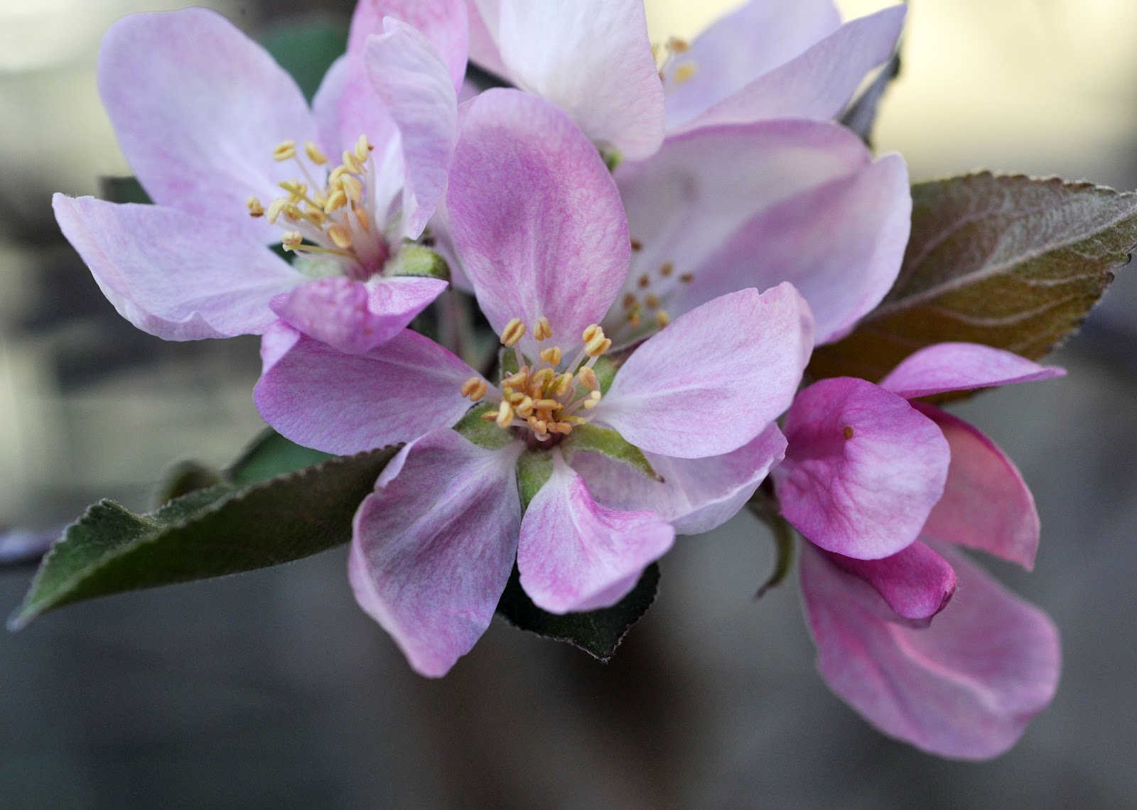 Grace Designs Crab Apple Blossoms