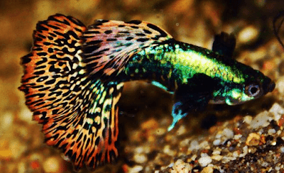 Ikan Guppy Neon Ikan Guppy Neon