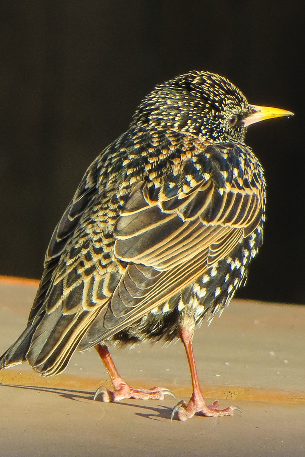 Pacific Northwest Photography Starling