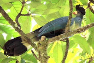 Birds are everywhere in the Sanctuary. Perhaps the favorite of visitors is the great blue turaco, shown above. Also frequently seen are varieties of papyrus gonoleks, hornbills, waxbills, weavers, cuckoos, kingfishers, flycatchers, and many, many others. 