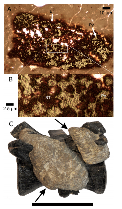 New data for old bones: How the famous Cleveland-Lloyd dinosaur bone bed came to be New data for old bones: How the famous Cleveland-Lloyd dinosaur bone bed came to be