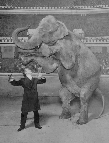 Wild About Harry 100 Years Ago Houdini Vanished An Elephant