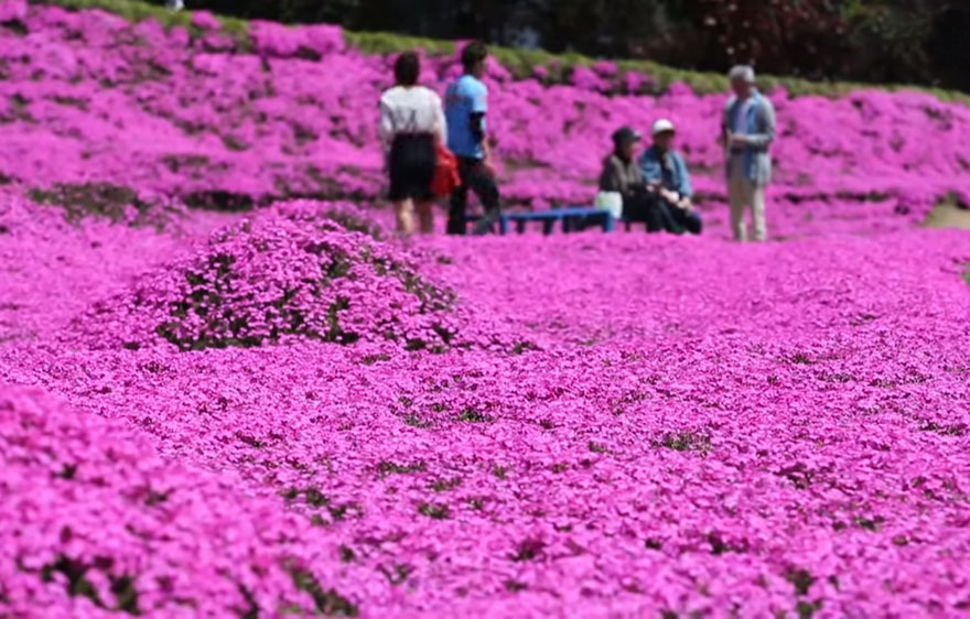Concerned about his wife, Mrs. Kuroki struggled to think of a solution - Loving Husband Spends 2 Years Planting Thousands Of Flowers For His Blind Wife To Smell Concerned about his wife, Mrs. Kuroki struggled to think of a solution - Loving Husband Spends 2 Years Planting Thousands Of Flowers For His Blind Wife To Smell